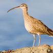 Whimbrel